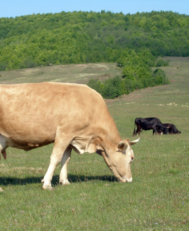dairy cows in field in Ukraine