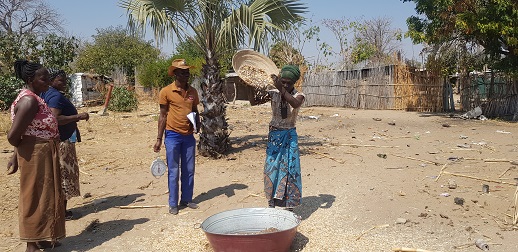 Woman farmer pours out millet