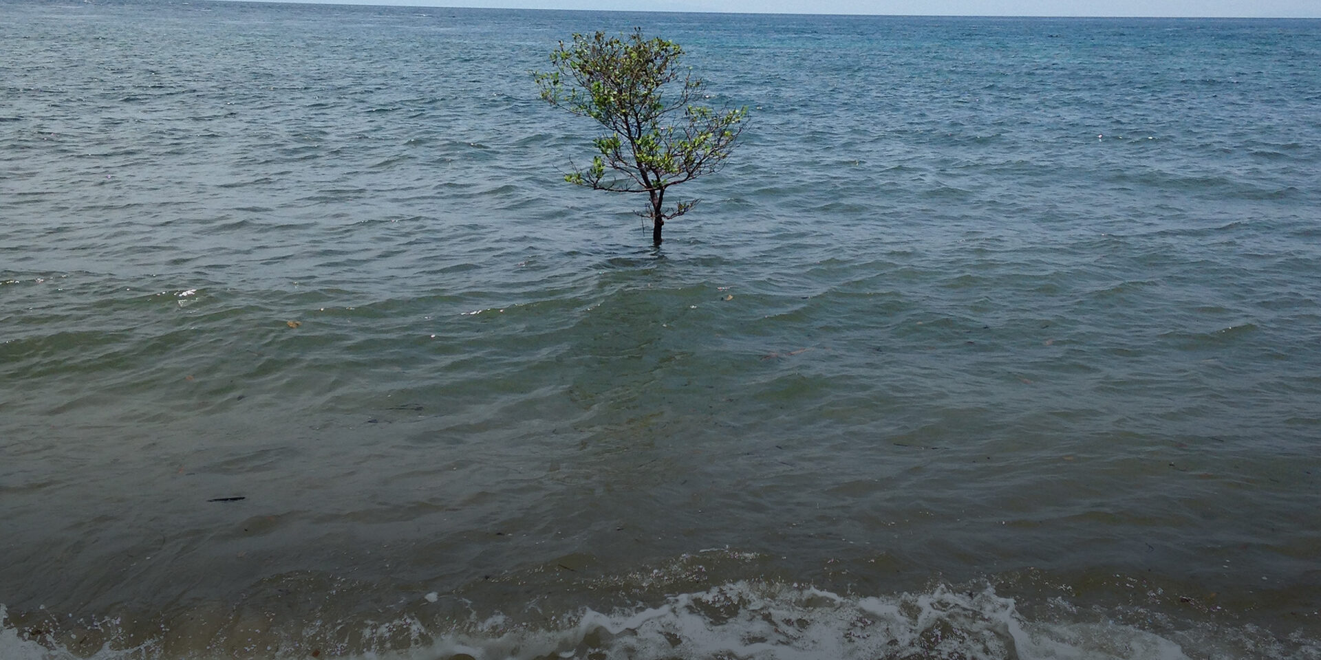 Ocean water surround a tree