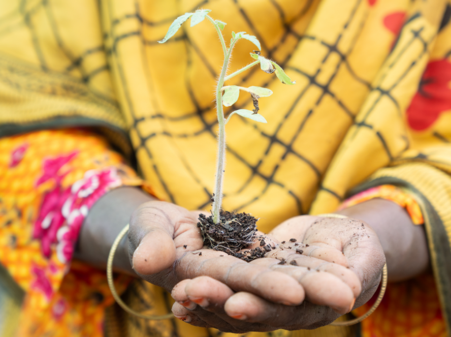 Woman holds seedling in her hands.
