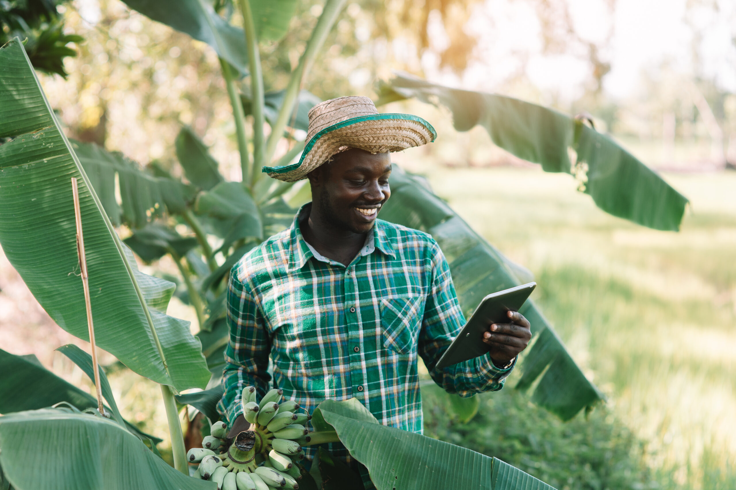 African farmer holding banana and looking tablet at organic farm